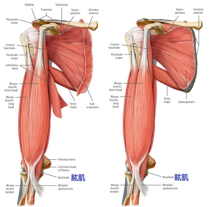上臂的肱肌在哪里起点止点分别在哪里有什么作用受什么神经支配