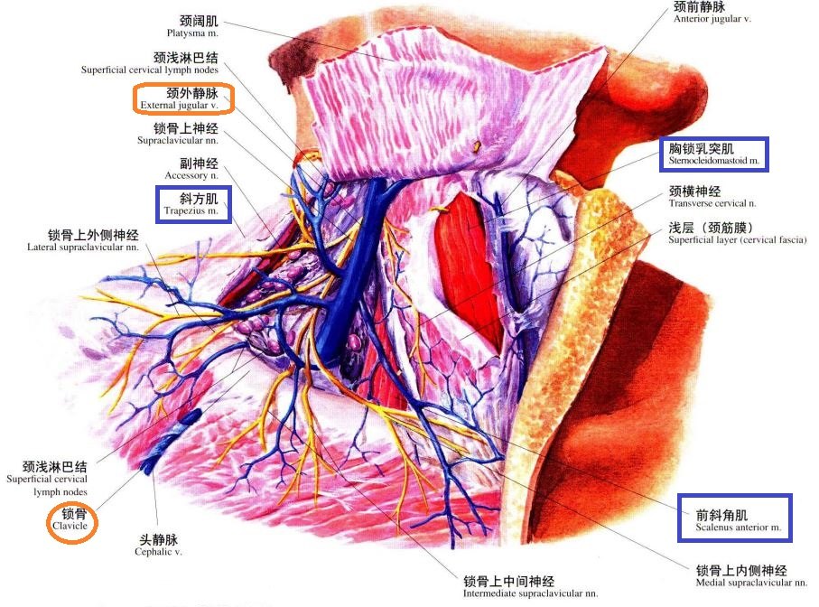 颈阔肌耳韧带图片