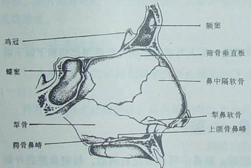 简单来说鼻中隔就是将鼻腔分成左右两部分的组织,它由筛骨垂直板,犁骨