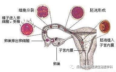 卵子小姐从卵巢中排出,被输卵管伞端拾卵,到达输卵管壶腹部,与在此