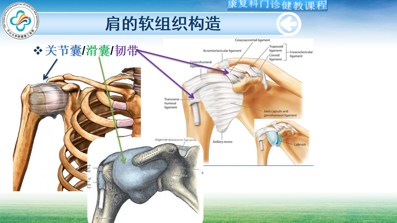 肩关节囊解剖位置图片