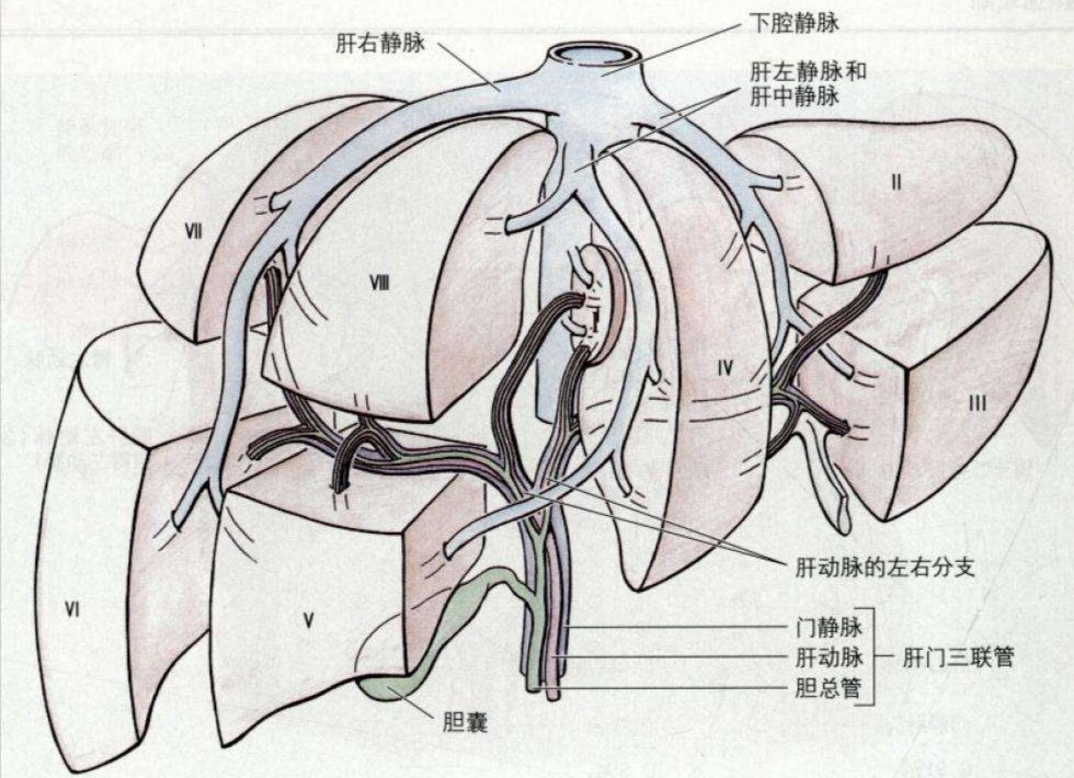 肝癌手术怎么切有讲究