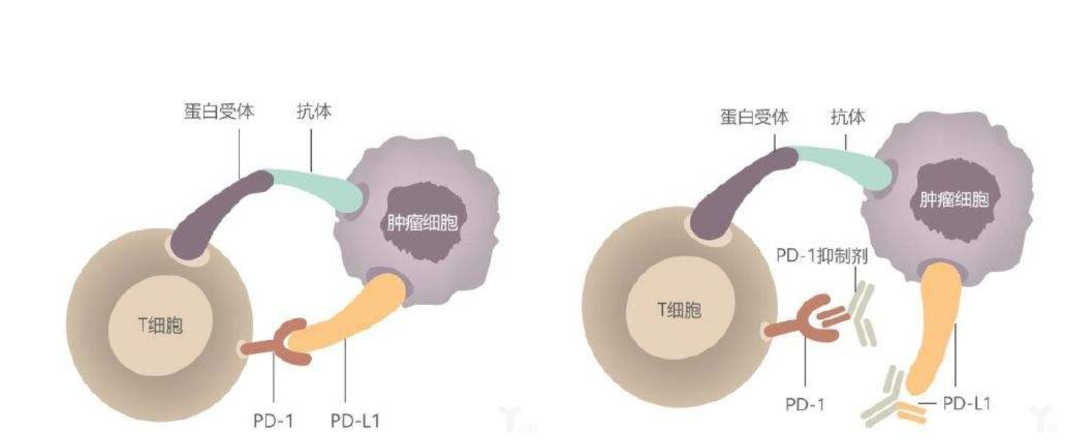 三分鐘讀懂pd1pdl1免疫治療