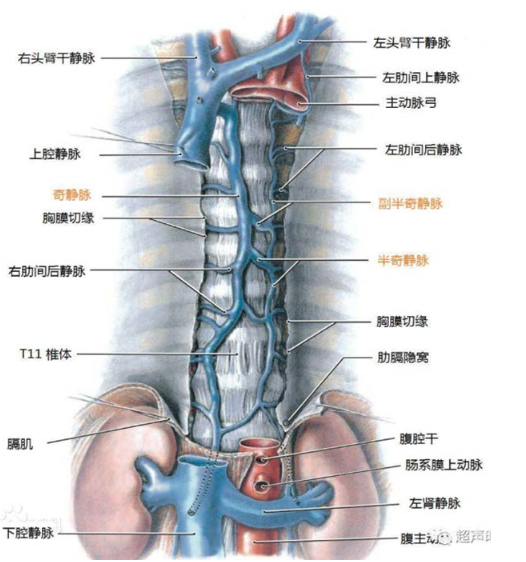 下腔静脉位置图图片