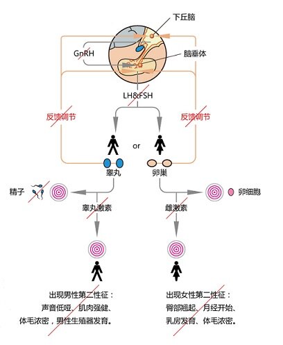 下丘脑-垂体-性腺系统与青春期的启动_性发育迟缓_介绍_治疗方式 - 好