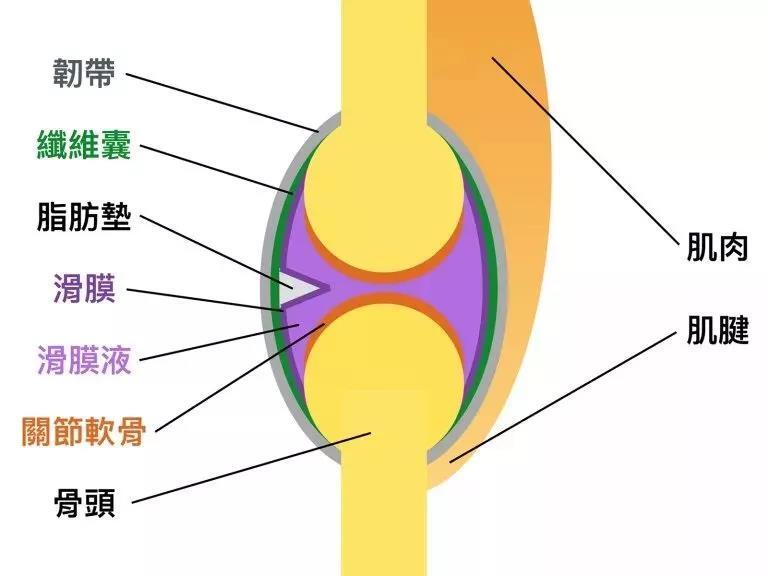 肌节数目变少,长度变短,肌肉变得紧绷,收缩,弹性变差,不利关节活动