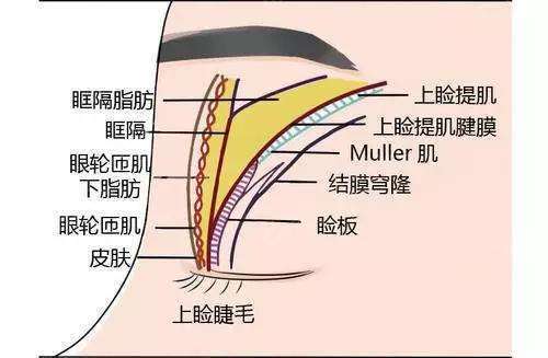 眉毛提肌图片