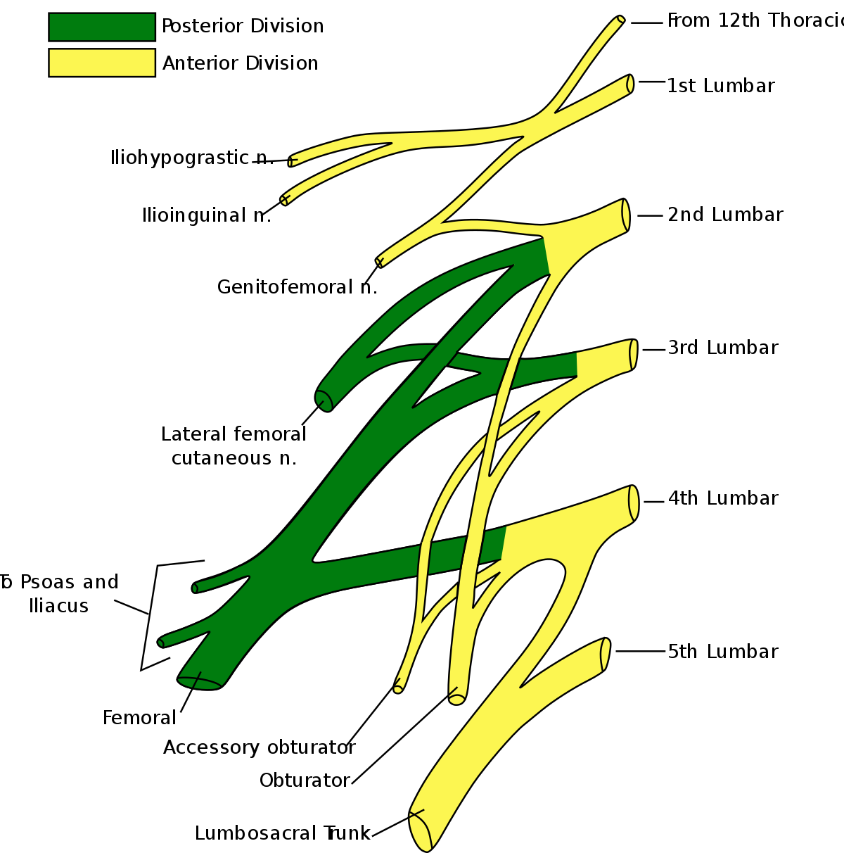 生殖股神经genitofemoralnerve(l1-2)自腰大肌前面穿出,沿该肌下降,分