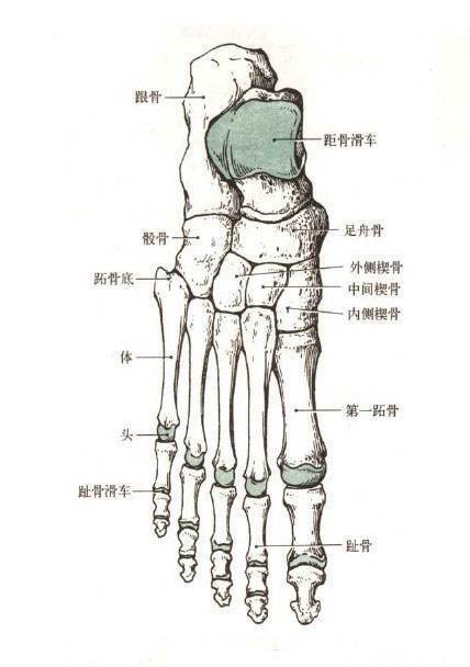 右脚掌骨骼图图片