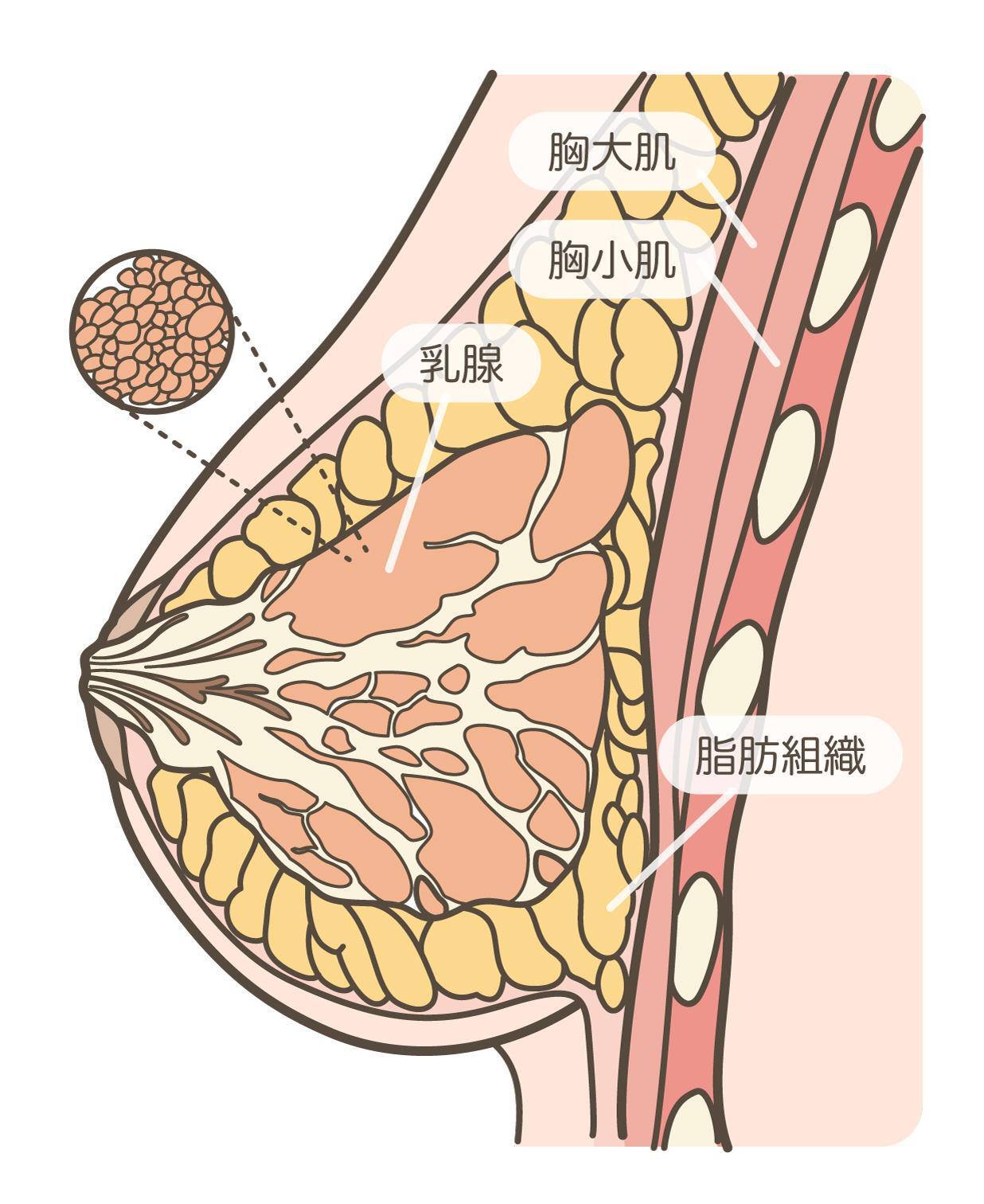关爱女性关爱乳腺健康