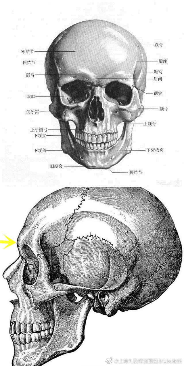 眉弓解剖位置图片