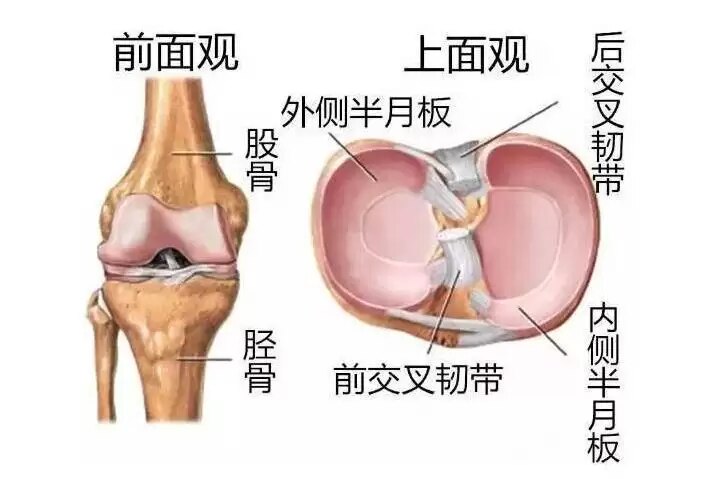 膝盖半月板的位置图片