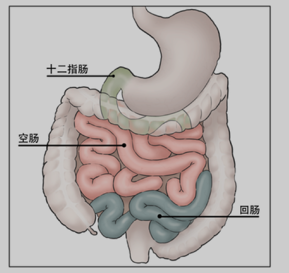 人体大肠结构图 排便图片