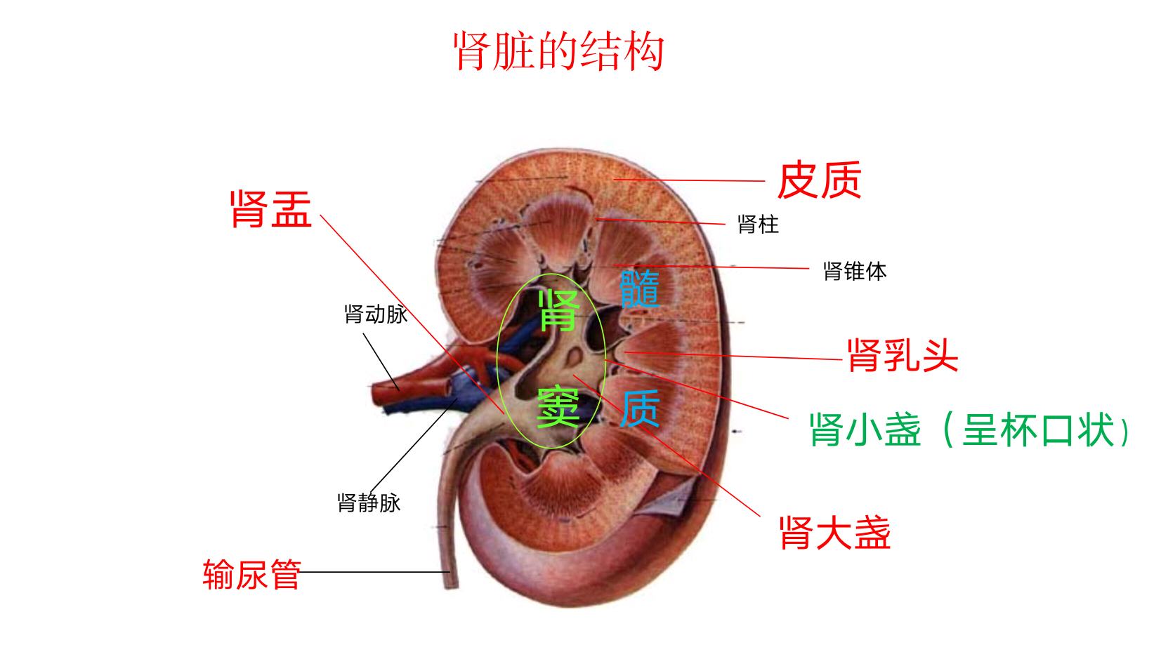 肾小管和集合管示意图图片