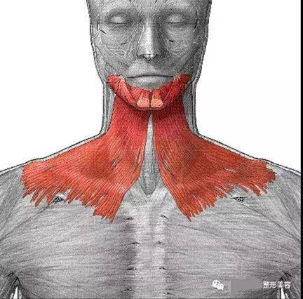 刀鋒論壇頸頦部頦頸部解剖和麵部口角囊袋雙下巴火雞紋的關係