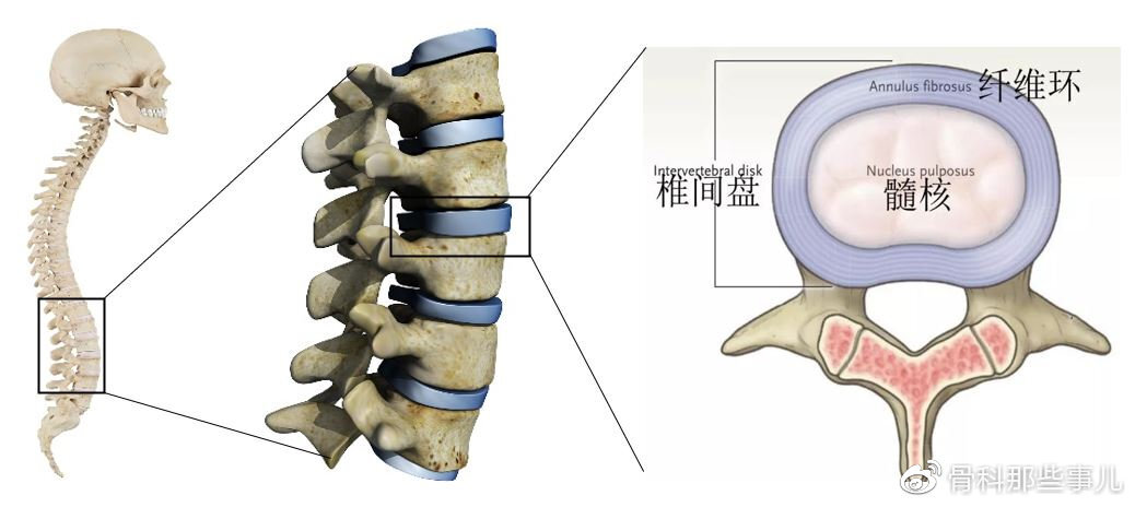 继续查看该图片可能引起不适成年人脊柱共有24块椎骨.