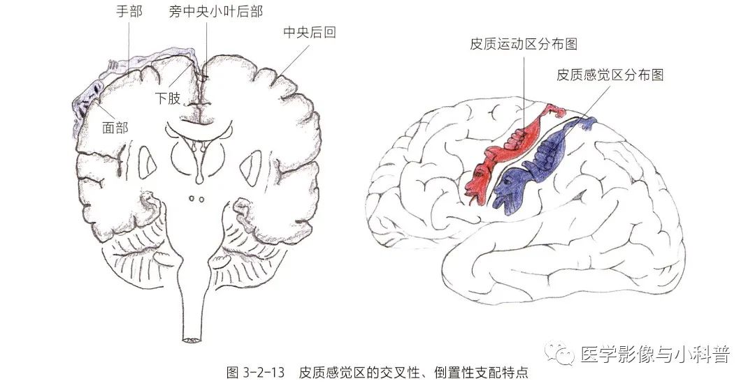 神经定位诊断:解剖+影像+临床_脑外伤_症状表现_检查 - 好大夫在线