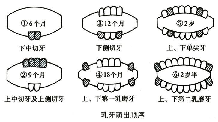 先萌出下頜門牙(中切牙),然後是上頜門牙(中切牙),下頜和上頜側切牙