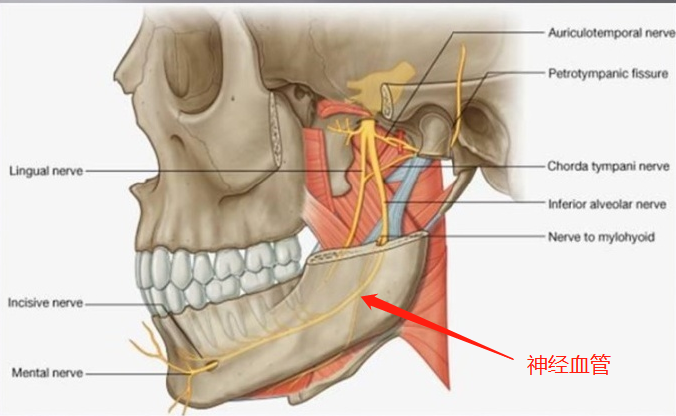 下颌神经沟的位置图片