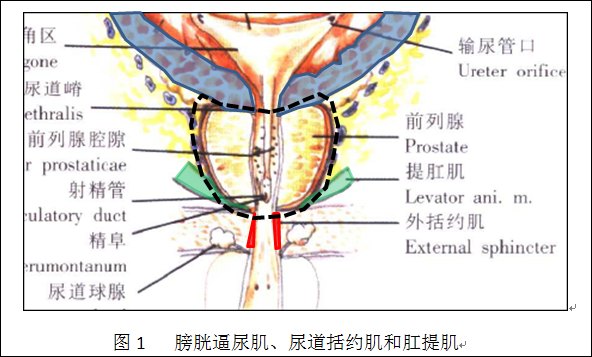 尿道内括约肌图片