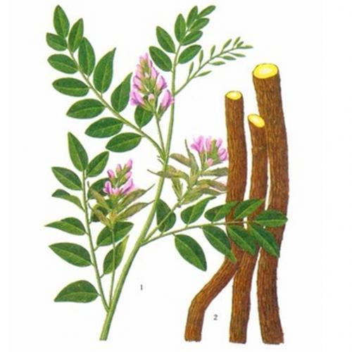 甘草 南阳市第六人民医院 中医科 仲景苑