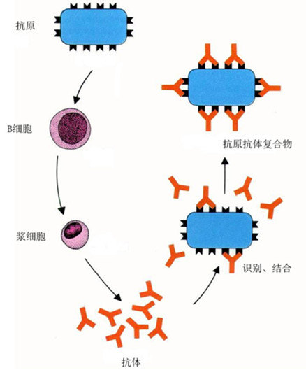 抗原抗体反应过程图