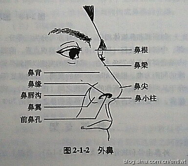 鼻子图形结构图片