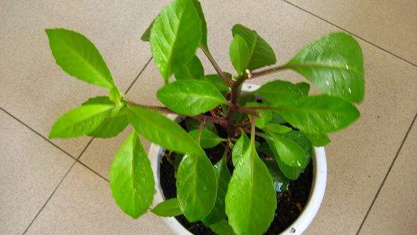 生命草的功效与作用