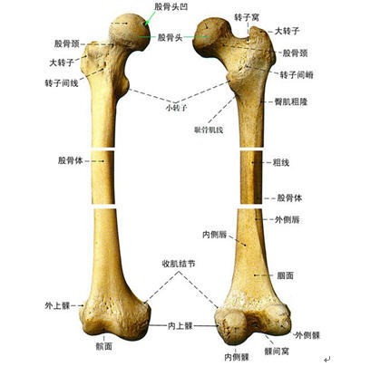股骨大转子体表位置图片