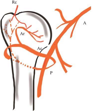 近端骨折后肱骨头坏死血供基础,旋肱前动脉重要还是旋肱后动脉重要?