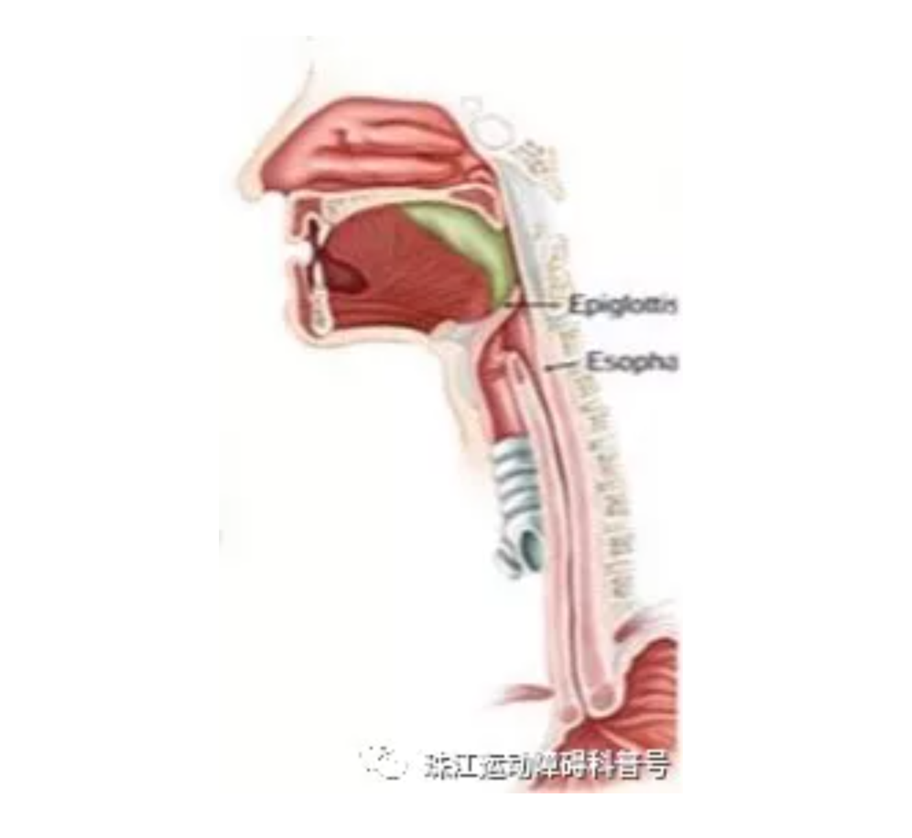 帕金森病患者康复训练之二:吞咽障碍及发音训练_帕金森_帕金森康复