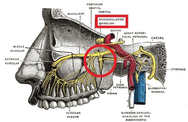 鼻腭神经切断术图片