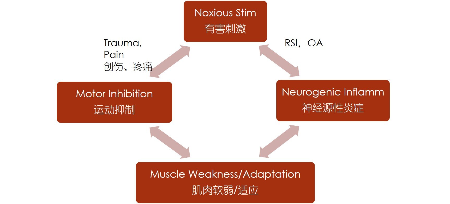 gluteusmedius图片