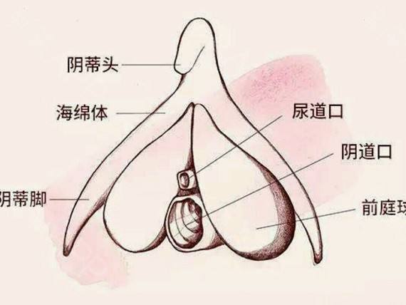 阴道先天松弛的女性女性朋友没有经历分娩就出现阴道松弛的症状,可以