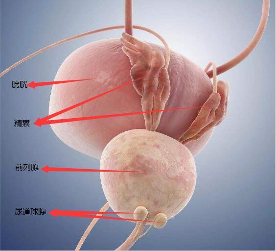 尿道球腺液 滴白 前列腺炎 前列腺炎