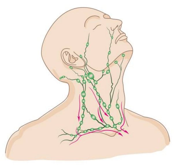 颈部淋巴结分布位置图图片