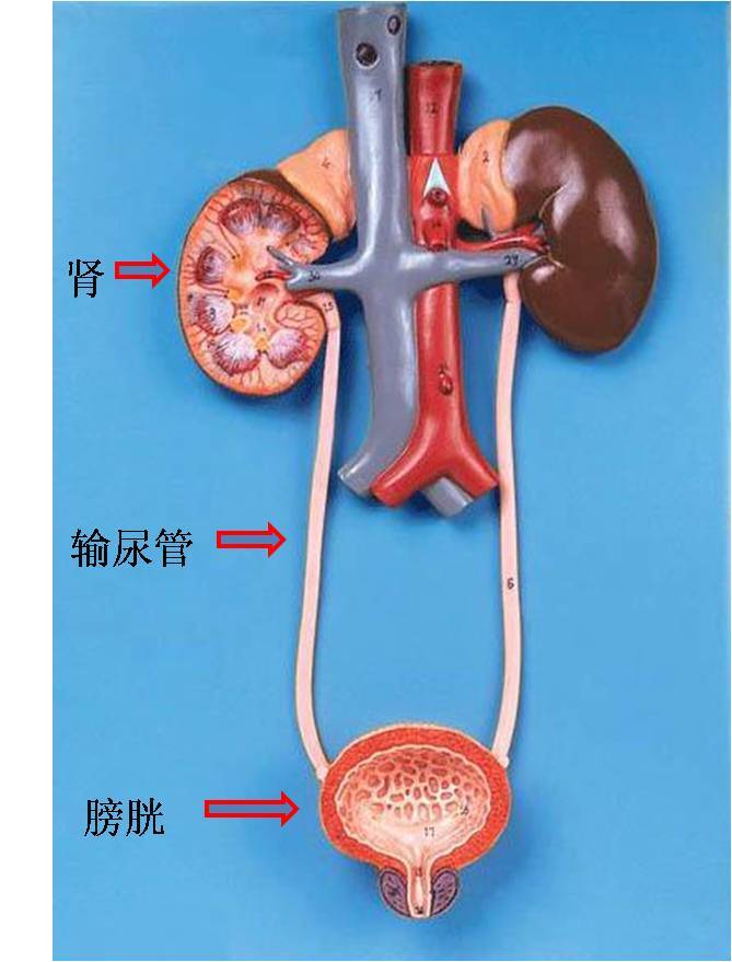 肾脏输尿管膀胱结构图图片