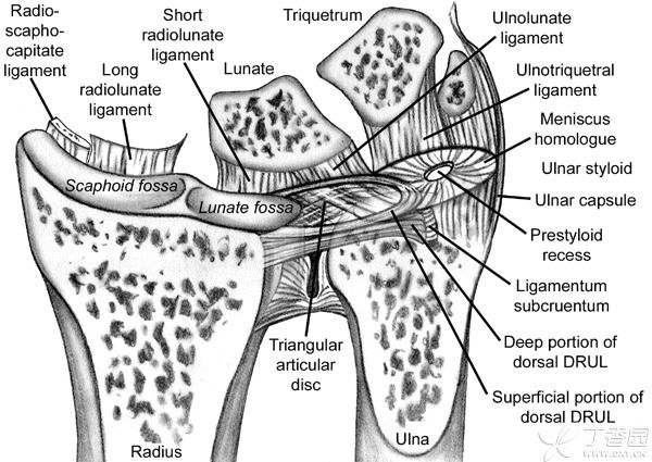 详解tfcc的解剖 - 好大夫在线