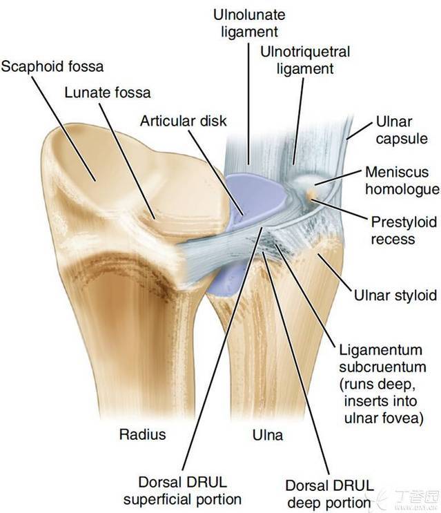 詳解tfcc的解剖