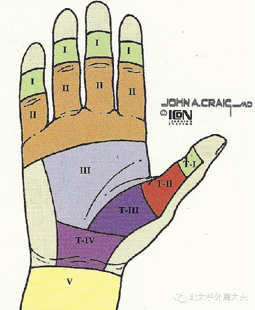 手部肌腱分区 8区法图片