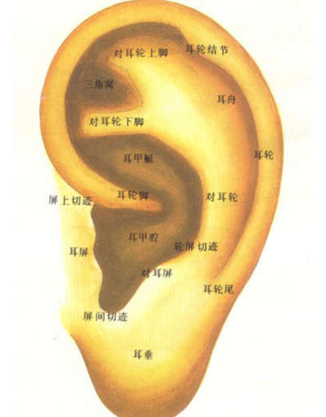 针刺运动疗法·耳穴