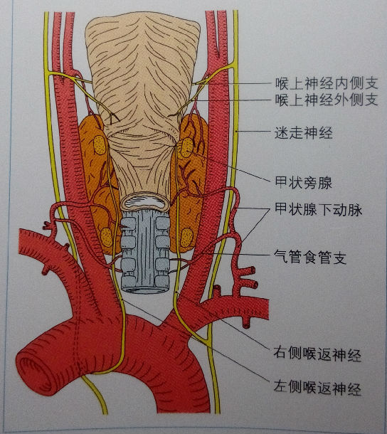甲状腺下动脉解剖图图片