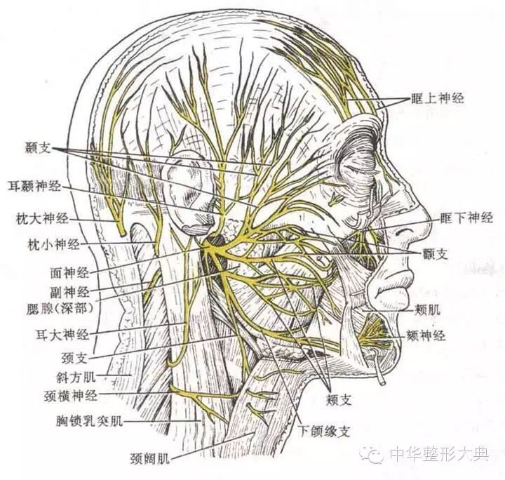 關於面部微整形注射的解剖基礎之神經篇