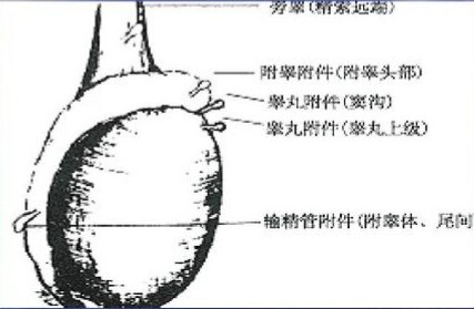 小儿蛋蛋疼痛之睾丸附件扭转 睾丸扭转 睾丸扭转