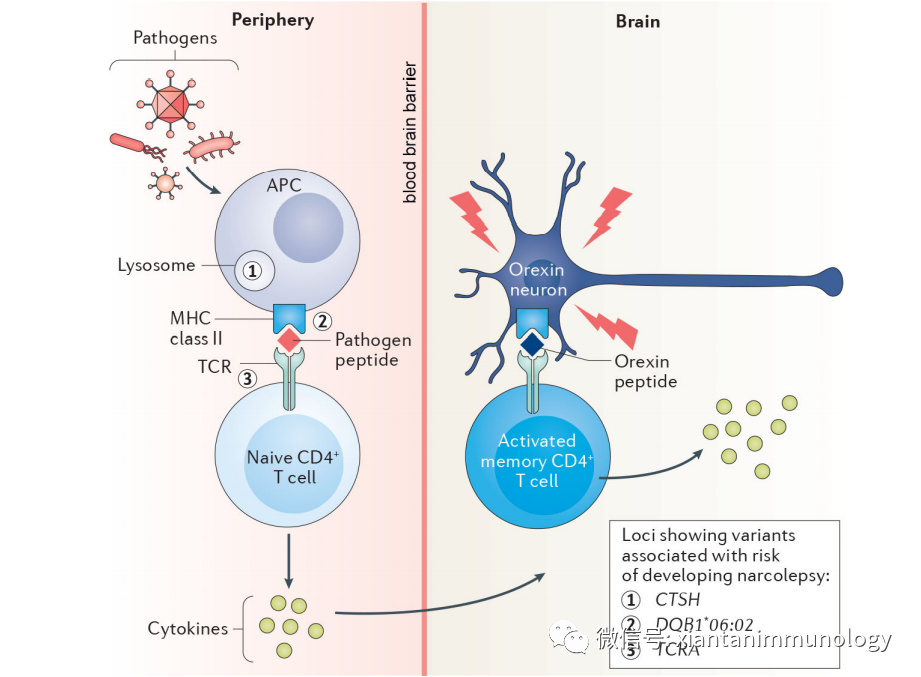 脊髓灰质炎后遗症下肢的肌力_脊髓灰质炎后遗症下肢的肌力_脊髓灰质炎后遗症下肢的肌力