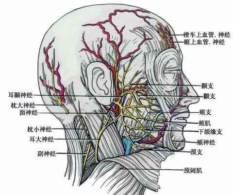 颌面部神经血管分布图图片