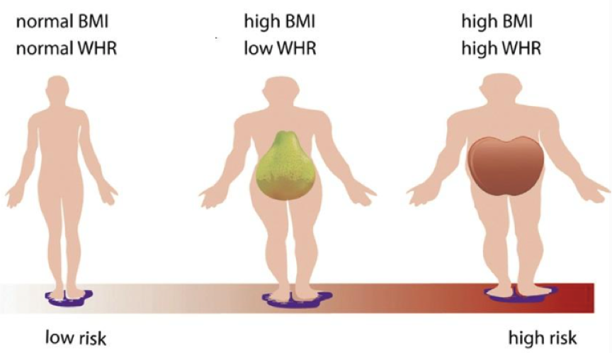 亞洲的標準低一點,女性腰臀比>0.85,腰圍>85cm即為中心性肥胖.