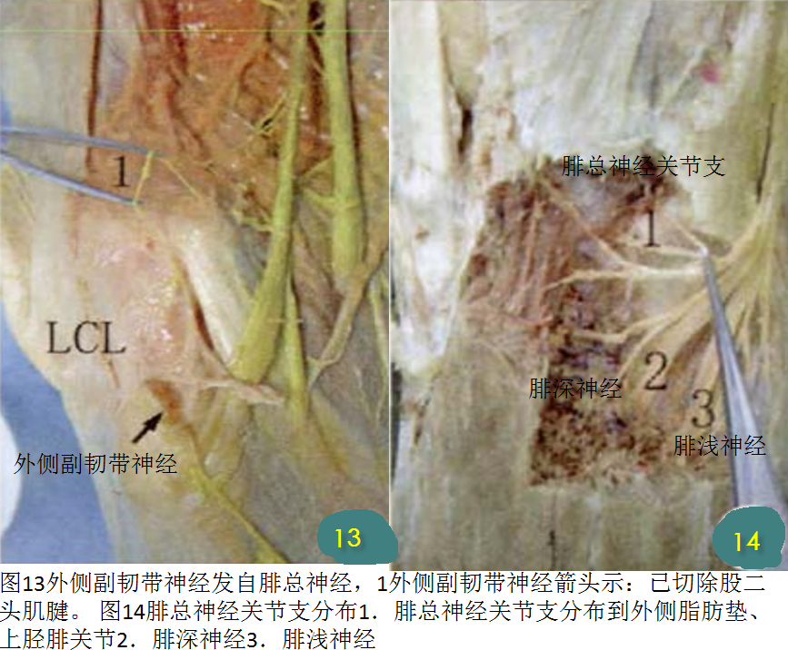 腓深神經關節返支),分佈到關節外側部韌帶,關節囊,外側脂肪墊