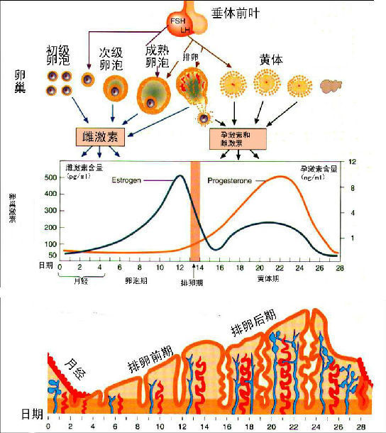 卵泡孕育卵子逐漸成熟 雌激素出現最高峰