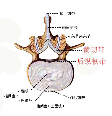 硬膜囊黄韧带图片